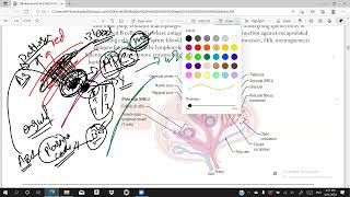 Spleen  Lymphoid structures  Immunology  First Aid Lectures  Lec2 drjamillectures [upl. by Derna974]