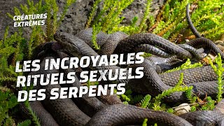 Comment ces serpents saccouplent ils [upl. by Dominik]