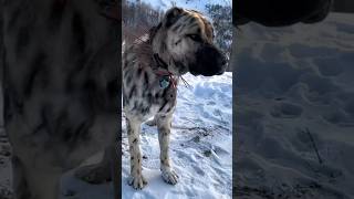 Top 6 dog breeds that can take down a lion p4 kangal rhodesianridgeback [upl. by Arlee]