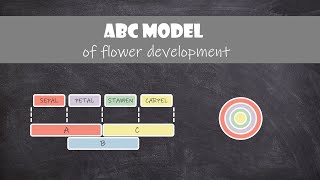 ABC Model of Flower Development  Plant Biology [upl. by Siari]