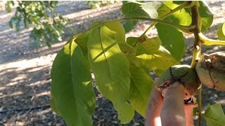 Juglans regia nogal  Las plantas de Teresa [upl. by Ecirbaf]