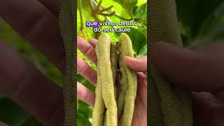 A fruta Secreta que Você Pode Plantar em Casa curiosidades plantar agricultura dicas [upl. by Afton]