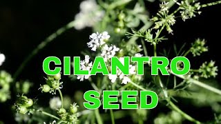 Never Buy Seeds Again  How to Collect Cilantro Seeds [upl. by Twelve]