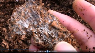 How to Grow Your Own Mycorrhizal Fungi in Chicken Manure and Wood Shavings [upl. by Ecnal]