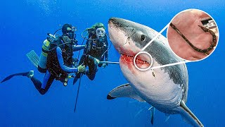 Shark Swims Up To Diver For Help Wont Stop thanking Him After He Saves Her Life [upl. by Lilly]