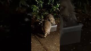 Lil Mamas Kits Turn the Water Bowl Into a Swimming Pool raccoon nature fam raccoontribe [upl. by Guttery]