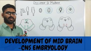 DEVELOPMENT OF MIDBRAIN MESENCEPHALON  CNS EMBRYOLOGY [upl. by Punke]