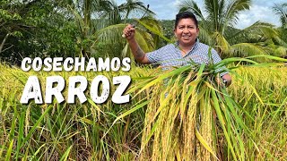 ¿Sabías cómo cosecha el arroz Así lo hacen en la Montaña ¡Uno de los mejores de México [upl. by Doehne]