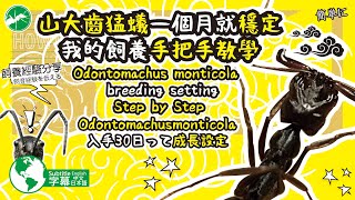 山大齒入手一個月就穩定成長設定分享 Odontomachus monticola breeding setting 今回はOdontomachusmonticola入手30日って成長設定 [upl. by Roskes401]