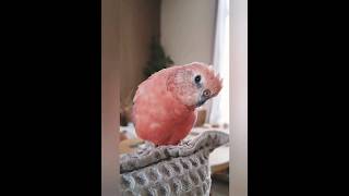 Bourke parakeet repeats my sounds cute sounds  Bourke parakeet sounds [upl. by Nothsa]