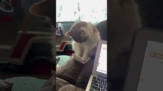 funny catcatcatscatlover catshorts funnycatsyoutubeshorts funnyvideo music [upl. by Aida287]