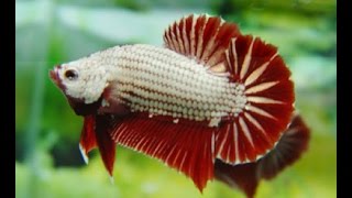 Betta Fish Breeding [upl. by Bobseine426]