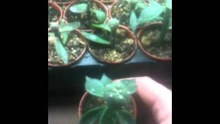 Lophophora williamsii grafted on Pereskiopsis [upl. by Sebbie981]