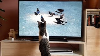 Funny Cat Watching TV [upl. by Odnaloy]