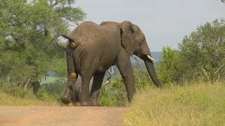 SOUTH AFRICA elephants relief pipi and caca Kruger nat park hdvideo [upl. by Ardnekan]