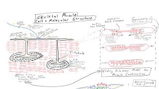 Skeletal Muscle Cell Structure and Sliding Filament Model of Contraction [upl. by Araec]