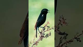 Pied Bushchat Bird Call [upl. by Loreen]