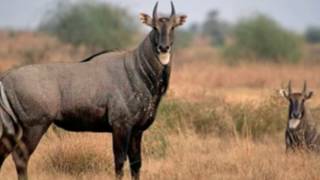 Nilgai Facts Interesting Facts about Nilgai Facts about Nilgai [upl. by Annoyt]