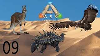 Les Argentavis sont dans Scorched Earth   Ark Ascended Scorched Earth ep9 [upl. by Neenad92]