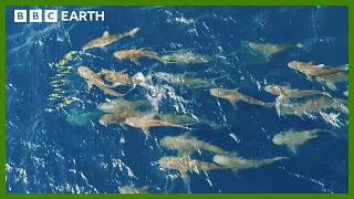 Mob of Sharks Ruthlessly Hunt Fish  Asia  BBC Earth [upl. by Heinrike]