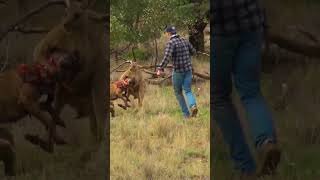 Pet Parent Rescues Pup From Kangaroo Fight [upl. by Aihsile]