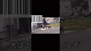 【防犯カメラ映像】犬の散歩のマナー違反が証拠映像から￼確定 [upl. by Nethsa]