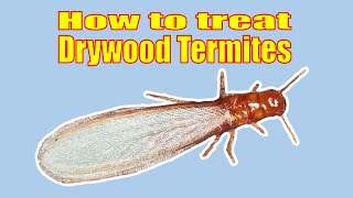 How to Treat a Drywood Termite Infestation Yourself A MUST see if you have Drywood termites [upl. by Modestia706]