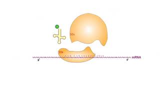 Protein Synthesis Inhibitors antibiotics animation video [upl. by Cirdla]