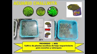 PRIMER CONTROL  1 MES  CULTIVO DE PLANTAS ACUATICAS  ACUARIO CHALLWITA [upl. by Anam]