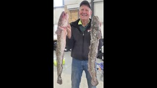 1000Dollar Burbot 2023 Flaming Gorge [upl. by Ysac]