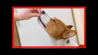 Wie Sie einen Basenji erziehen Tipps [upl. by Eanad708]