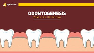 Odontogenesis  2Minute Histology  Anatomy Video Lectures  VLearning [upl. by Shaffert]