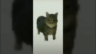 cat memes gif funnymemes [upl. by Hibbs]