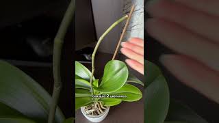 Phal Pirate Picotee🌿 орхидеи орхидеиуход orchidbeauty [upl. by Hebbe]