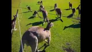 The REAL Sound of Skippy the Bush Kangaroo [upl. by Lada476]