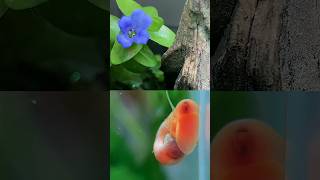 Bacopa blooms in the snail habitat [upl. by Leanora]