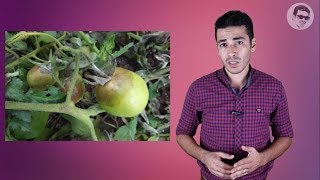 كل ما يخص المبيد الفطرى الكلوروثالونيل chlorothalonil من خصائص وتوصيات فنية [upl. by Pardew]