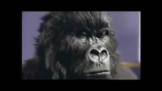 Cadburys Gorilla Advert Aug 31st 2007 📺📺tellyads tvadverts [upl. by Reham]