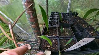 Palm seedling Update Livistona chinensis Sabal etonia amp Sabal palmetto [upl. by Eixirt48]