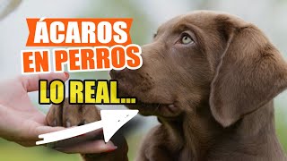 🐶👇SÍNTOMAS y Tratamiento De Los ÁCAROS en PERROS [upl. by Francklyn]