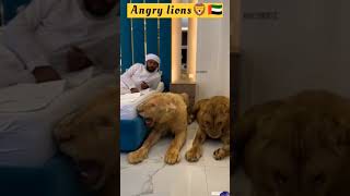 Dubai ke Sher Dekho lion [upl. by Gabriell]