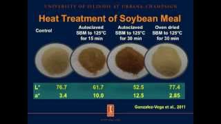 Heat damage of soybean meal [upl. by Ylrehc3]