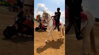 Horse video 🐎  horse horses ghoda cutebaby ytshorts viral trending shortsfeed ytvideo [upl. by Aniwde920]