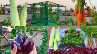 Massive Harvesting Of Pure Organic Veggies From My Terrace GardenHarvesting Organic Vegetables [upl. by Hilary]