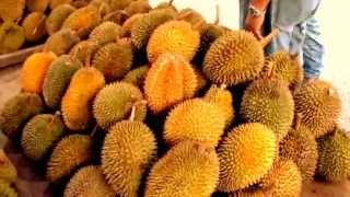 Borneo fruitsThe Durian Durio Zibethinus Merr of Serian District [upl. by Nihi]