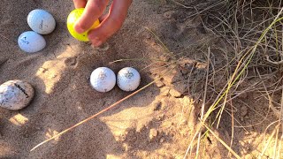 Donald Trump Golf Course  golf ball hunting part 4 [upl. by Homer]