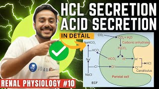 gastric acid secretion physiology  mechanism of HCL secretion physiology  Johari MBBS [upl. by Allista]