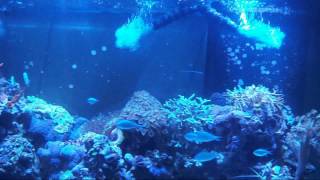 Episode 45  Green or BlueGreen Chromis Fish Care [upl. by Healion411]