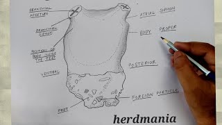 how to draw herdmania l zoology diagram [upl. by Tiras642]