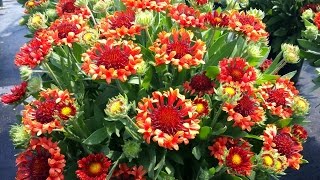 Best Perennials  Gaillardia Fanfare Blaze Blanket Flower [upl. by Nimref827]